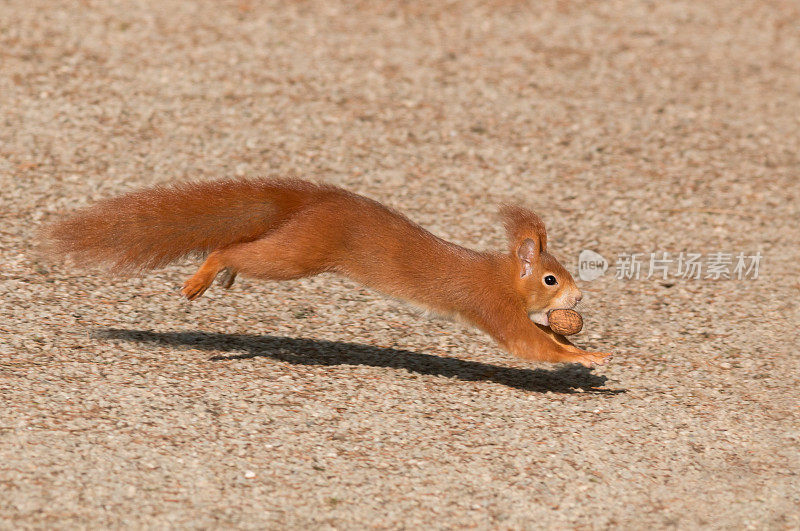 红松鼠(Sciurus vulgaris)